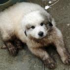 keresH:I think the bucket won. Great Pyrenees puppy Lily likes to play in the water, and then wonders why she can't come in the house.