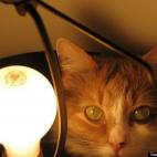 Sir Lancelot:Rescued from the NYC pound - Mollie