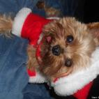 Roxane Blythe:Joy for the holidays!