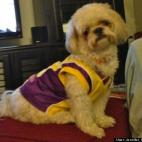 Jennifer C Schmennifer:Mushu loves spending time with his family, rawhide, and a good Lakers game.