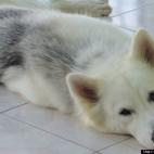 Gladys Aurora:Ponky taking a rest after playing in the water