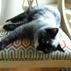 Dianne HanlonDruyff:Our all-black kitty has turned about 1/2 white, and she is very proud of how unique her coat is!