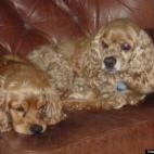 charina2012:Babs and Bax hanging out