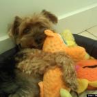 Maggy Cappella:oh toys :)