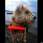 Ashley Wright:Riley loves to swim in Lake Tahoe!