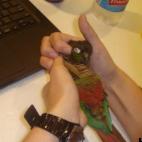 ecoducky:One of my two feather-children, Hercules, trying his best to distract me from assignment work