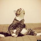 Jeanne Dasaro:Giovanni getting his yoga on.