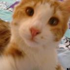 cindylu-hoo:My cat Simon, helping me make a quilt.