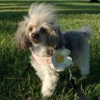 ChickEpoo:Don't let that sweet little face FOOL you....She's all "hellcat"...ALL 4 lb. 5 oz. of her.....LOL !!