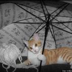 brittany engellenner:my baby moe loving the attention as always!