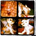 Garrett Goosman:My buddy, Rudy! Love this little guy! #mansbestfriend