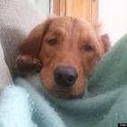 drummerisagrl:Rusty working the cuteness plea for a game of fetch...