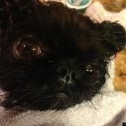 davpaint7:Loves swaddling after bath!