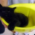 Annie L1:cute & feisty kitteh. luvs the lawls.