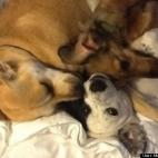 Mary Cuff Glynn:My pile of pups!