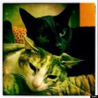 Desautomatas:About to take a nap