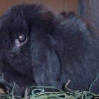 Larry Waters: Earl is 92 Bunny Years old.