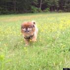 Franco Barbara:Charlie on a Northward Hound Vacation