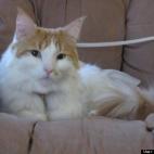 Rachel Patton:Charles is the cutest because, he really is a small romantic male with alot of fur. He purrs constantly, as soon as you say his name he turns to mush. He follows me around the house, he comes when I talk French to him, he is just t...