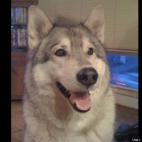 Larissa Wilson:Want to know my secret? I was spayed, I have regular vet check-ups, I eat good food, and I am tremendously LOVED!