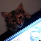 Lillian Rego:Momma! Momma! Can I help??