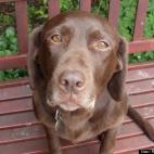 Richard Bowyer:Dora was kept as a breeding bitch in ghastly kennels that were closed down by the RSPCA and the owner prosecuted for cruelty. She came to me as a foster-dog in January, terrified, overweight, not house-trained and in poor conditi...