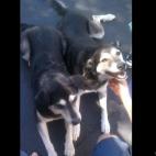 swolfie78:Our dog Tiger (on right) makes friends wherever he goes. Every time we start out for a walk, he's got this happy grin on his face and it's contagious. He's pictured here with a dog we met while traveling in Oregon - they could be twins...