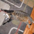 paulaski23:Tom ate to much