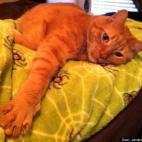 James Todd Seidler:This my son "FUNKIN". He is not like any other cat in the world and I could not love him more. He loves his daddy more than anything and we are never apart. :-)