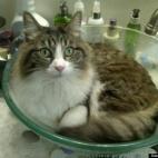 Karen Robb:He just enjoys sleeping in odd places and loves to get blow dried every morning when I dry my hair.