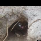 Cathy Forsythe:saved from a high kill shelter in Florida, Smooch is the most loving dog I've ever had the pleasure of sharing my life with... Here she is in her 'den' that she dug with the help of my GSD, Isa, (also a death row survivor). She i...