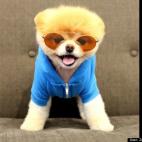 Zoe Nightingale:Boo's second favorite pair of Sunglasses, RVS by V's Orange Mirrored Palladiums