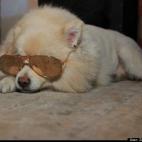 Zoe Nightingale:Pom Eskimo mix Singa Nightingale loves vintage eyewear