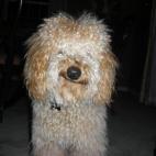 mzoller:Sunnie is the cutest pet because of his smirk! Always a happy dog...stopping to smell the flowers!