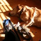 cybermome1207:We adopted Gabbie from the local SPCA when she was about a year.She was left tied to the front door with a rope. She wasn't easy in the beginning but she turned into a great family dog and a great companion.I had to put her to slee...