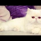 krisa223:Bubbys relaxing after a long day