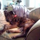 westTrey:Named Atticus Finch because of his ability to learn new tricks at great speed. "If you can learn a simple trick, Scout, you'll get along a lot better with all kinds of folks." -Atticus Finch 'To Kill a Mockingbird'