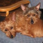 kweicher:Sadie and Cooper, two Australian Terriers from Chicago, are the best of friends, and love to cuddle as they relax after a hard day's work. Life is hard for a pup!