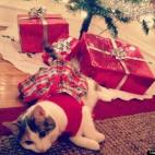 Bobby Link:Emmy greets guests under the tree at our annual xmas party!