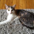 Bobby Link:Emmy enjoying the afternoon sunshine on the kitchen floor.
