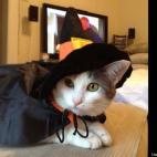 Bobby Link:Emmy in her halloween costume, awaiting Trick-or-Treaters!