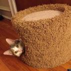 Bobby Link:Emmy peaking out of her kitty-condo