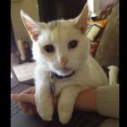 ultragrrl:My little man Puck. I said goodbye to him in September and I miss him very much.