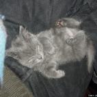 Jason Greenlee:Gimlet at 2 months.