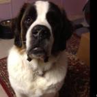 helllodolly:This is her, "Mommy, can I please have a treat?" face.