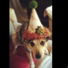 ursaminor:Scout was scheduled to be euthanized in an over crowded shelter-then I adopted her! We celebrate her life every day!