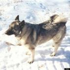 ConcettaAnna:The best rescue dog ever.