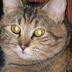 ConcettaAnna:This beautiful rescue kitty earned her name when she was 9 weeks old. Now, 7 years later, no mouse still comes near her house.