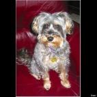 ConcettaAnna:Walker gets his bravery from his Schnauzer mom and goofiness from his Poodle dad. He's almost 10-years-old now and was the best wedding present ever!