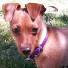 ConcettaAnna:Guido, our rescued scaredy-cat Italian Greyhound mix, needed a tough guy name so he could stand up to the neighborhood bullies.